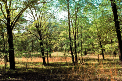 Post oak savannah