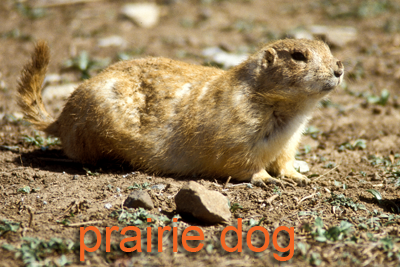 Prairie dog