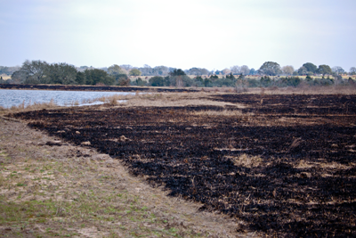 Charred post-burn area