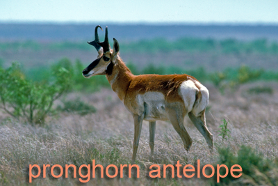 Pronghorn