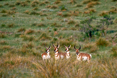 Pronghorn