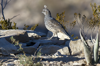 Quail