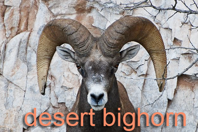 Desert bighorn sheep ram head-on
