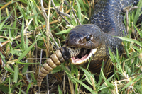 Rattlesnake rattle is last of Indigo snake meal