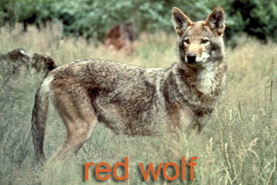 Red wolf