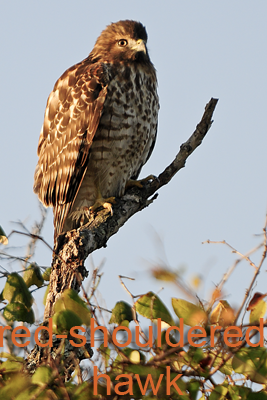 Red-shouldered Hawk