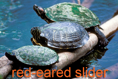 Red-eared Sliders