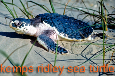 Kemps Ridley Sea Turtle