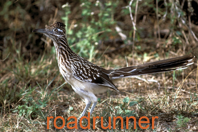 Greater Roadrunner