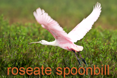 Roseate Spoonbill