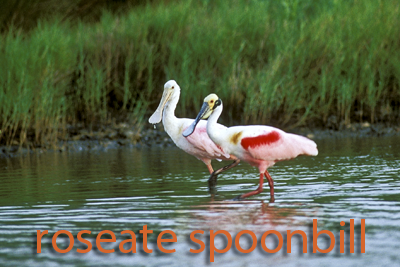 Roseate Spoonbill