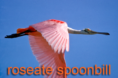 Roseate Spoonbill