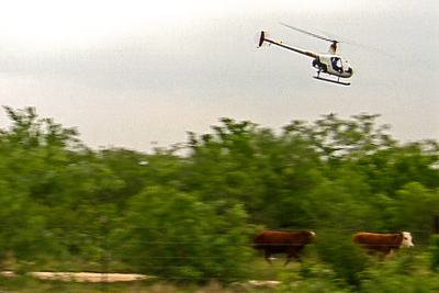 Helicopter herding cows to new pasture