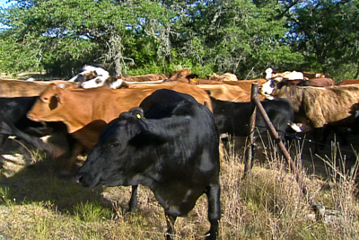 Rotational grazing of cattle