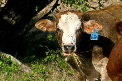 Hereford cow