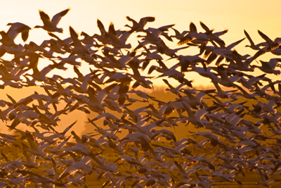 waterfowl taking off from lake