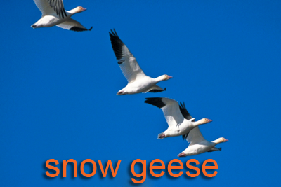 Flying Snow Geese