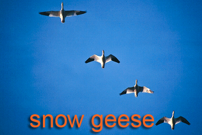 Snow Geese