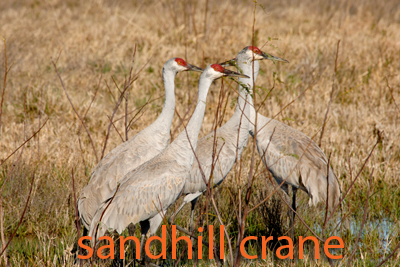 Sandhill Cranes