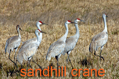 Sandhill Cranes in grass