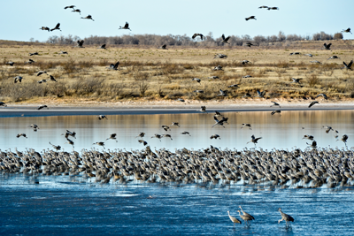 Sandhill Cranes on the water