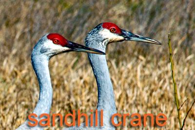 Sandhill Crane Heads