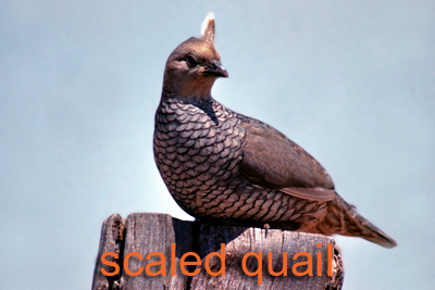 Scaled quail