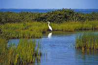 Egret in seagrass marsh