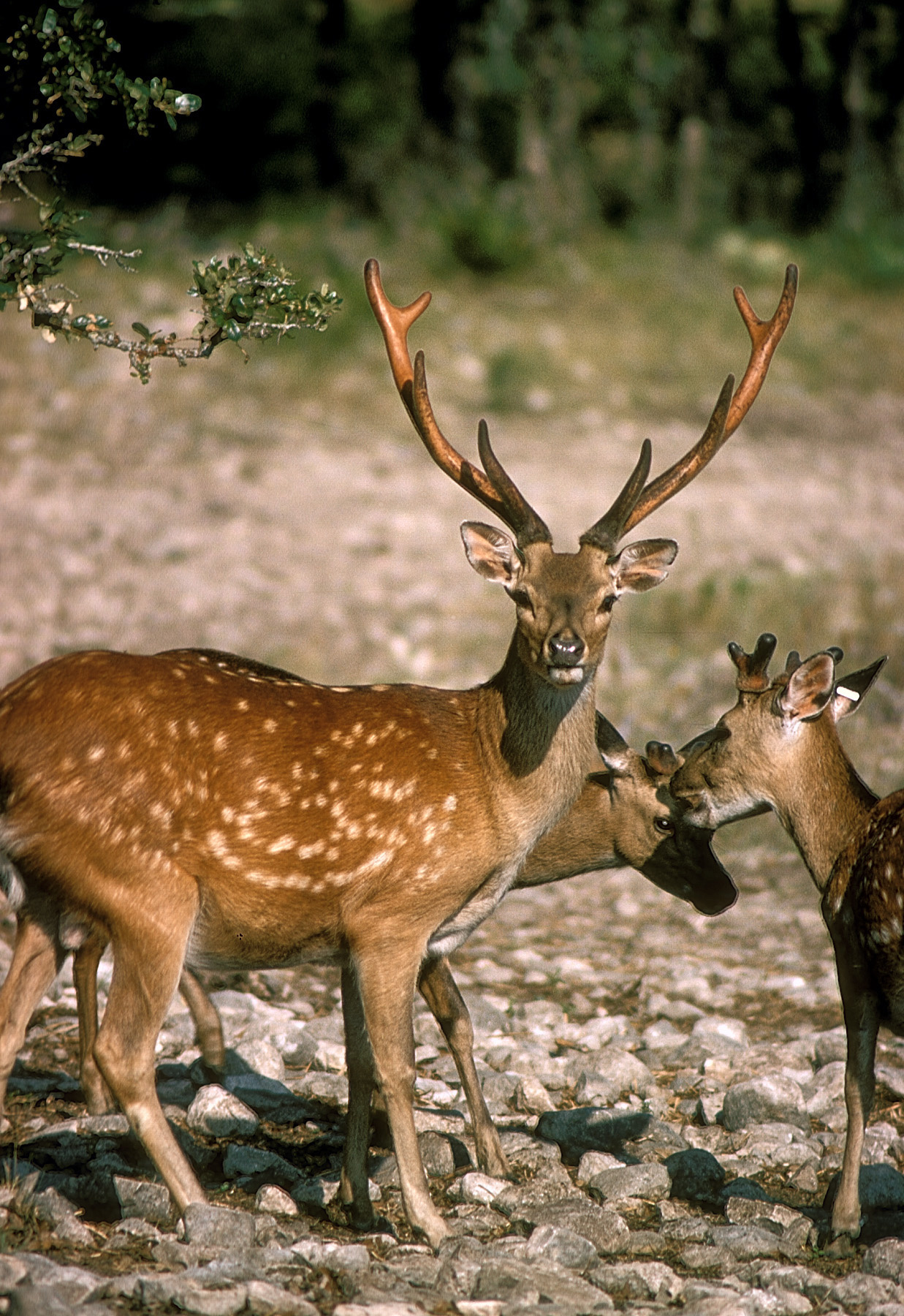 Sika Deer