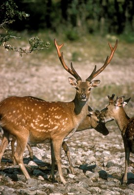 Sika Deer