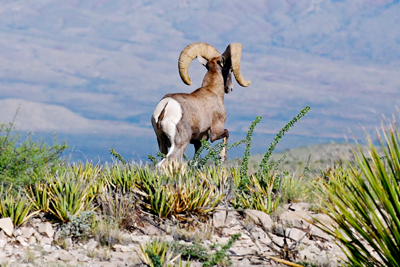 Desert Big-horned Sheep