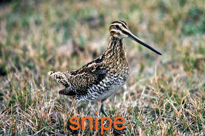 Snipe