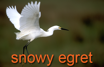 Snowy Egret