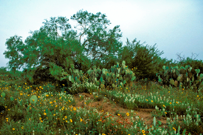 South Texas Plains