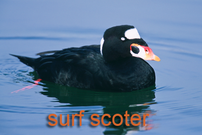 Surf Scoter