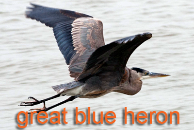 Great Blue Heron