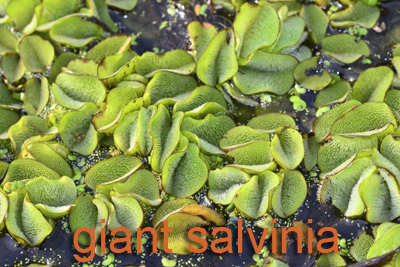 Giant Salvinia