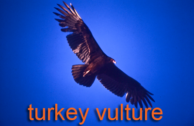 Turkey vulture