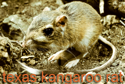 Texas Kangaroo Rat