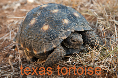 Texas Tortoise