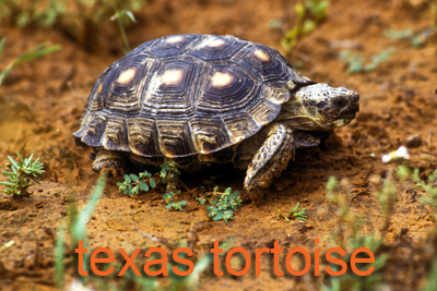 Texas Tortoise