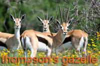Thompson's Gazelle
