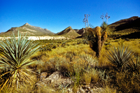 typical Trans-Pecos landscape