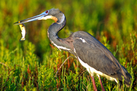 Tricolored heron with fish