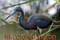 Tri-colored Heron
