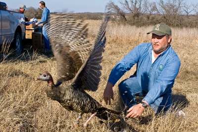 Turkey release