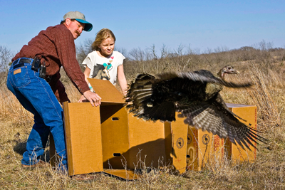 Turkey Release