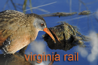 Virginia Rail