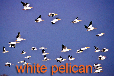 White Pelicans