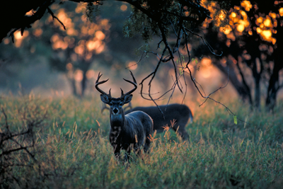 White-tailed deer